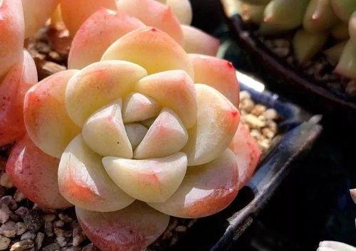 多肉爆料全过程视频,从播种到绽放