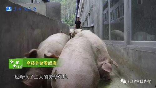 大胖猪是谁爆料的视频大全,揭秘娱乐圈幕后真相