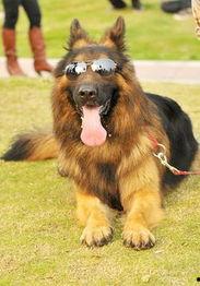 德国牧羊犬爆料视频大全,爆料视频大全精彩瞬间